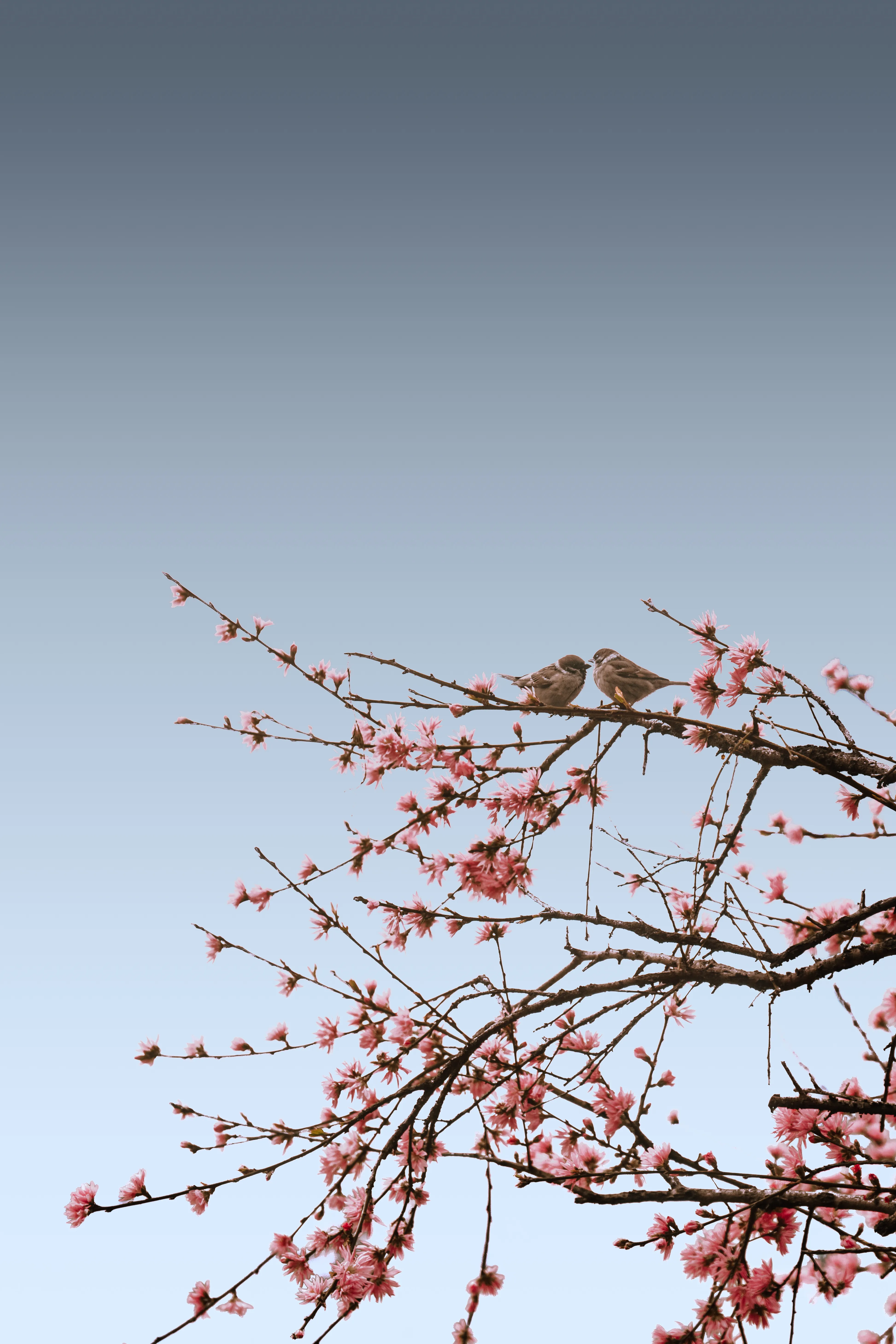 Photographyimage.