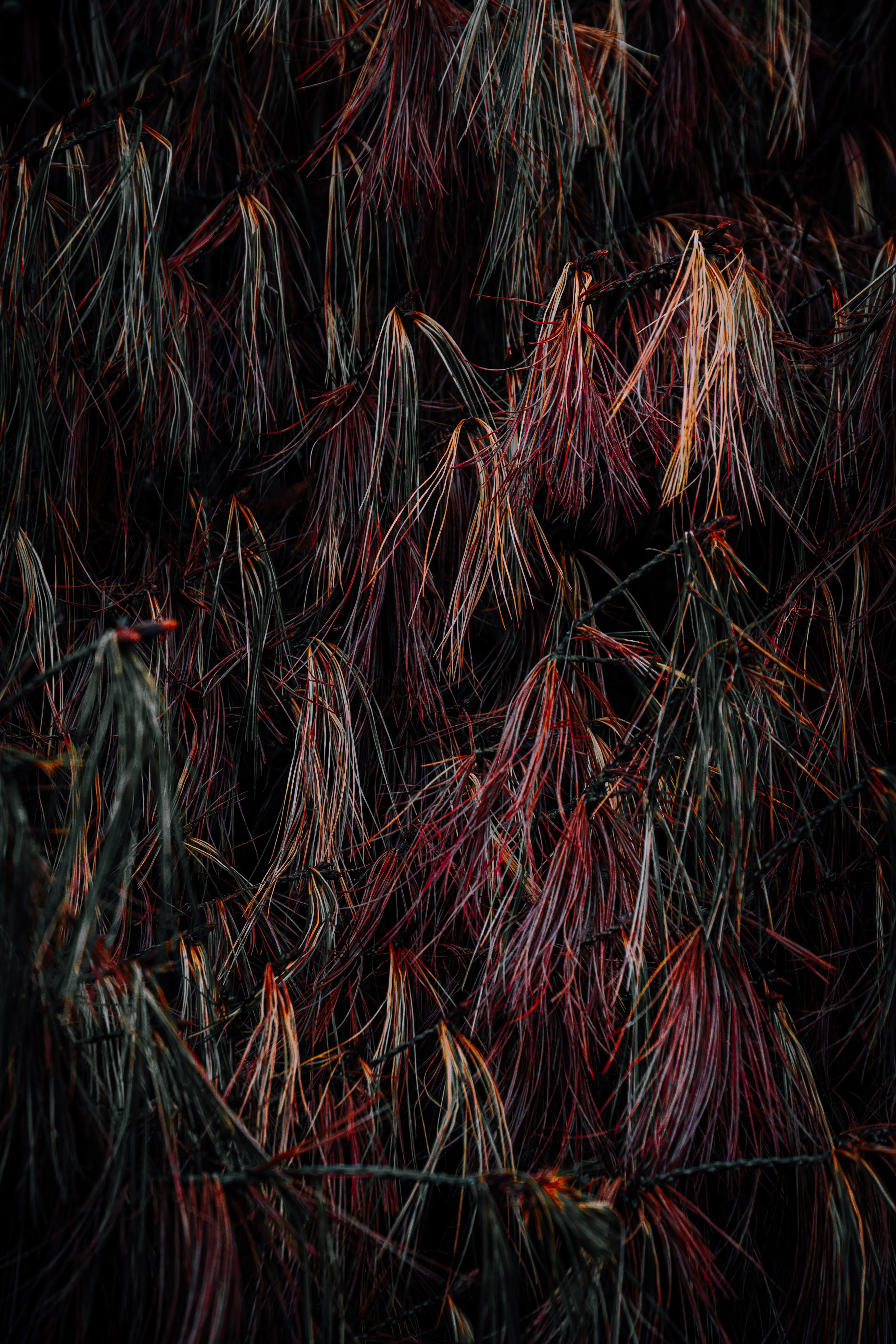 Photographyimage.