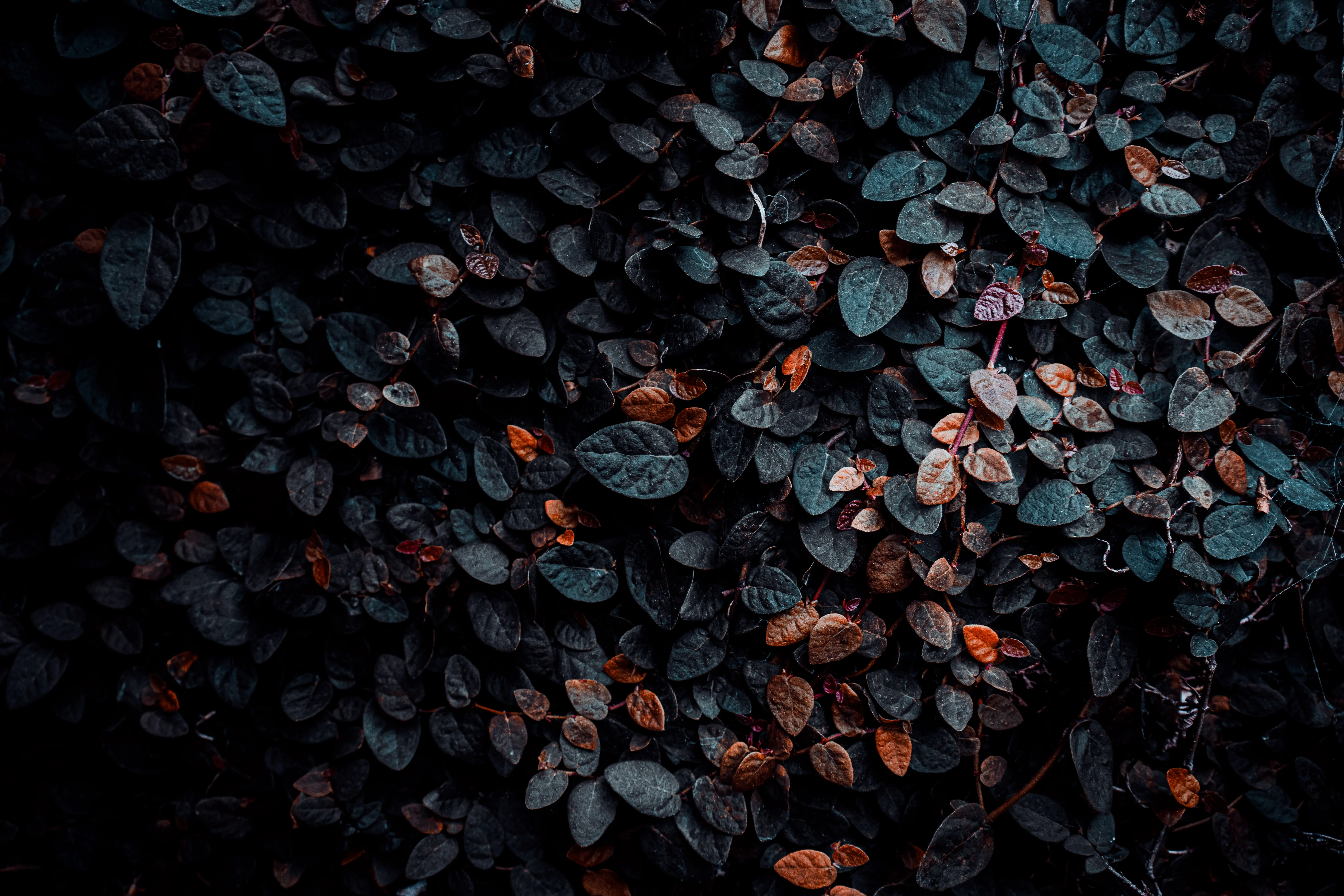 Photographyimage.